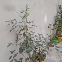 بن سای|گل و گیاه طبیعی|اردبیل, |دیوار