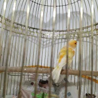 دو تا قناری برفکی و زرد بخون نهبندان|پرنده|نهبندان, |دیوار