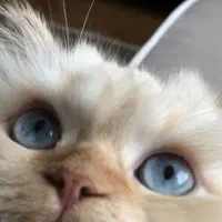 گربه بیریتیش لانگ هیر|گربه|قم, شاه ابراهیم|دیوار