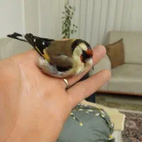 یه ماده سهره آماده سلام سر حال