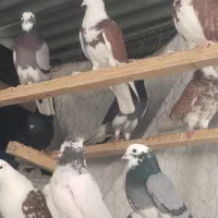 کفتر آسمان دیده|پرنده|اسلامشهر, باغ فیض|دیوار