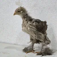 جوجه برهما لایت و پاتریچ اصیل|حیوانات مزرعه|یزد, |دیوار