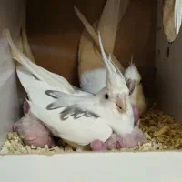 عروس هلندی البینو دوکت