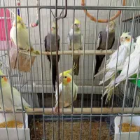 عروس‌هلندی