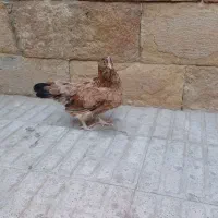 مرغ گلین تخم گذار