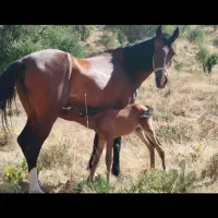 مادیان دره شور مدارک شناسنامه کامل