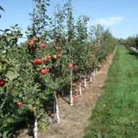 نهال سیب مالینگ M7 پایه نیمه‌پاکوتاه|خدمات باغبانی و درختکاری|اشنویه, |دیوار