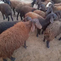 بره داشتی
