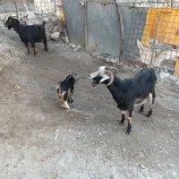 3بز جوان با2بزغاله قیمت هر 5عدد23ملیون500گوسفندبره