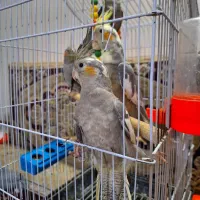 عروس هلندی|پرنده|مشهد, رضاییه|دیوار