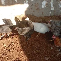 فروش مرغ محلی سیاه و ریشی|حیوانات مزرعه|چغادک, |دیوار