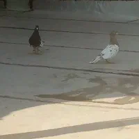 کفتر|پرنده|قزوین, |دیوار