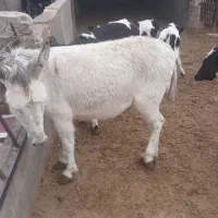 الاغ ماده شیری جوان شکم دوم