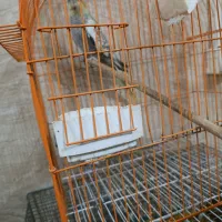 ی جوجه نر گلباقالی .با ی جفت  معاوضه با قناری نر|پرنده|رشت, پسیخان|دیوار