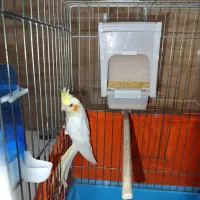 عروس هلندی لوتینو|پرنده|بندر انزلی, کلیور|دیوار