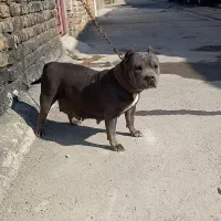 سگ امیرکن بولی اکزوتیک ۳۰سانتی ماده