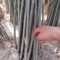 نهـالـهای اصــلاح شده مناسب مناطق مختلف|خدمات باغبانی و درختکاری|آباده, |دیوار