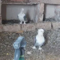 کبوتر بلاندنیت و بلژیک