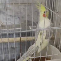 عروس هلندی نر|پرنده|شهریار, شهرک امیریه|دیوار