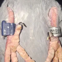 ماده عراق ۲۰۲۵