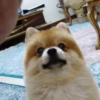 واگذاری پامر نر فقط به خانوم