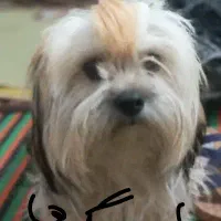 واگذاری سگ اشپیتس|سگ|دلند, |دیوار