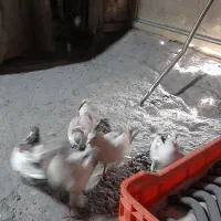 کبوتر|سگ|پاکدشت, خاتون آباد|دیوار