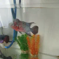 ماهی فلاور رد دراگون ۴یا بندی