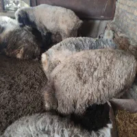 بره نر، میش، بز، قوچ، بره