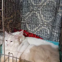 گربه پرشین وان|گربه|تبریز, |دیوار