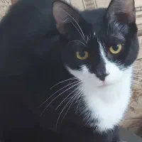 واگذاری رایگان گربه|گربه|لاهیجان, یحی آباد|دیوار