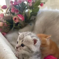 بر یتیشهای دو‌ماهه طلایی|گربه|تهران, بهاران|دیوار