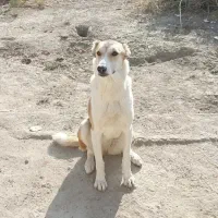سگ نگهبان