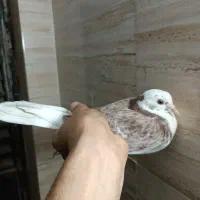 کفتر شازده|پرنده|فردیس, شهرک ناز|دیوار