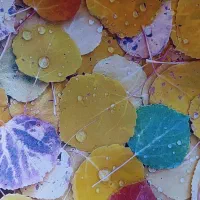 دستگاه چاپ رنگی شارپ 2640|پرینتر، اسکنر، کپی، فکس|اسکو, |دیوار