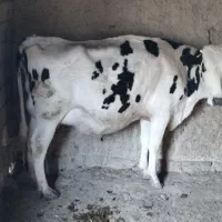 گاو|حیوانات مزرعه|نیشابور, ماروسک|دیوار