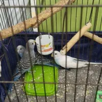 مرغ عشق|پرنده|تهران, مینی‌سیتی (شهرک نفت)|دیوار