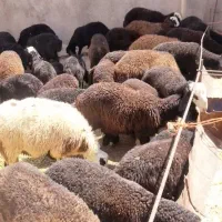 بره نروماده فروشی
