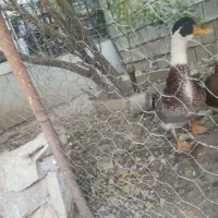 اردک تخم گذار مکان (وحدتیه)|حیوانات مزرعه|وحدتیه, |دیوار