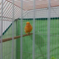 قناری ردفاکتور نر اصل اورجینال|پرنده|روانسر, |دیوار