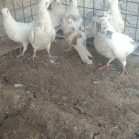 کبوتر سر بری