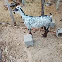 بز آبستن