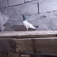 کفتر|پرنده|قشم, |دیوار