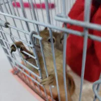 حیوان اهلی خانگی