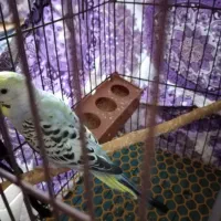 مرغ عشق دستی نر|پرنده|گرگان, |دیوار