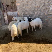 بره نر|حیوانات مزرعه|خرمآباد, |دیوار