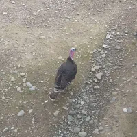 ‌بقلمون‌نر