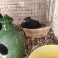 کفتر بهبهانی|پرنده|شیراز, شریفآباد|دیوار