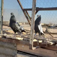 کبوتر معلقی