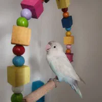 طوطی برزیلی|پرنده|مبارکه, |دیوار